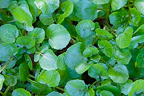 chalk stream watercress