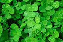 clovers