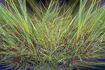 coarse grasses