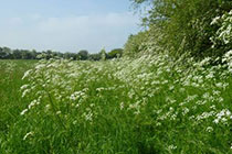 cow parsley