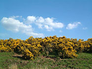 gorse