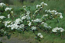 hawthorn