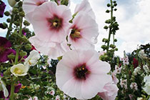 mallow