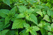 nettles