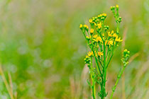 ragwort