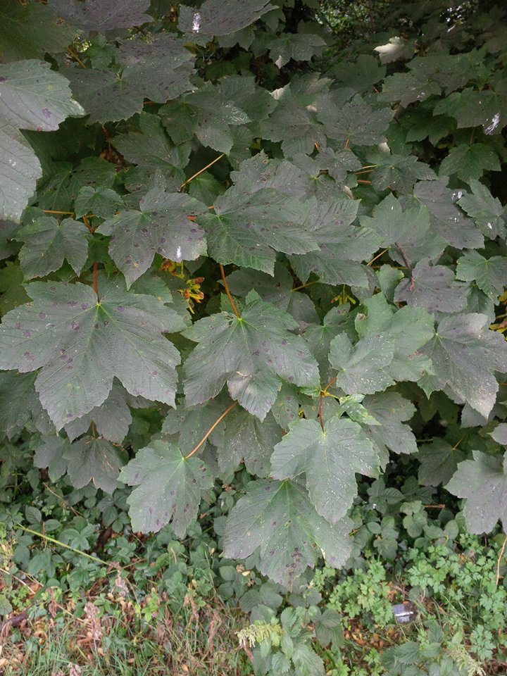 sycamore leaves