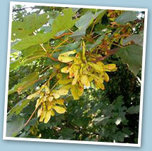 sycamore poisoning