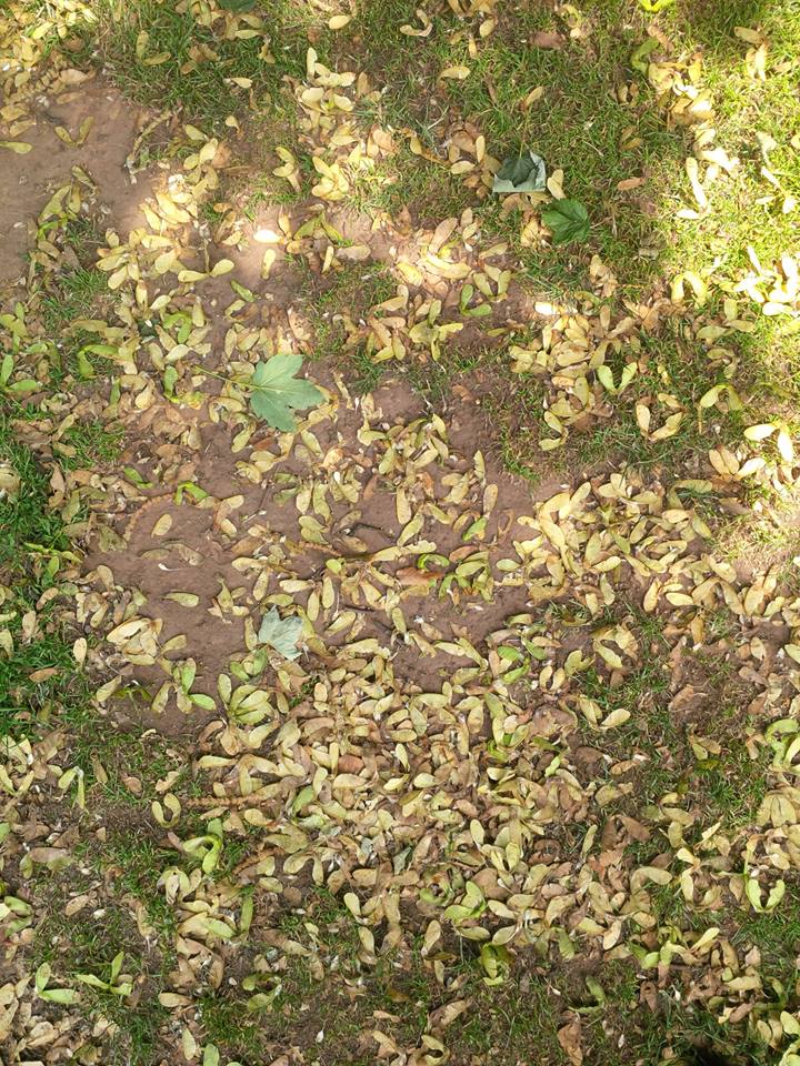 sycamore seeds