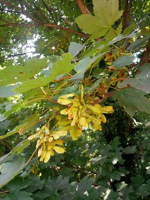 sycamore seeds