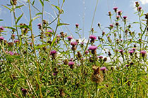 thistles