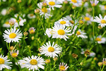 wild camomile