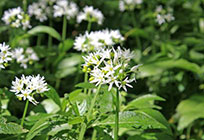 wild garlic