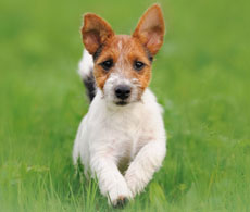 Dog insurance from Petplan