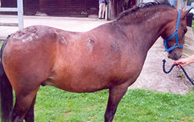 sweet itch caused by culicoides midges