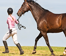 How to spot equine lameness