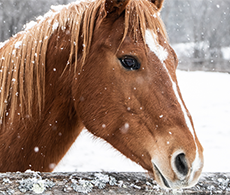 7 ways to treat your horse at Christmas