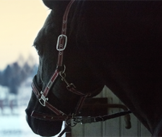 How to exercise your horse safely during the winter months