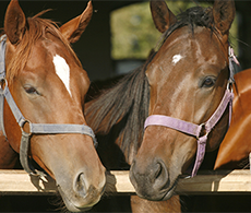 How do horses help with human mental health?