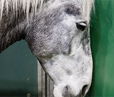 How to calm a stressed horse