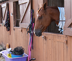 How to reduce your horse’s carbon footprint
