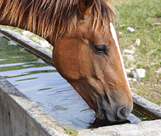 Hydration for horses: How to keep your horse hydrated in winter