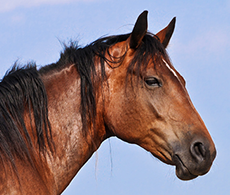 horse stomach
