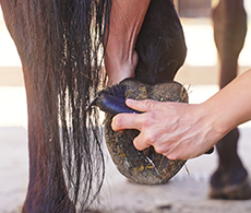 Does my horse need shoes?