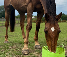 Natural supplements for every horse