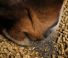 Horse nutrition advice for fussy eaters