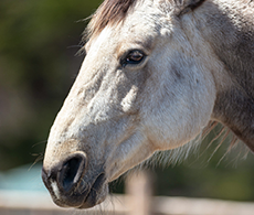 How to spot a horse in pain