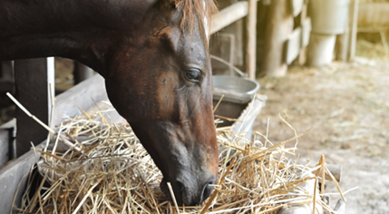 horse eating hay