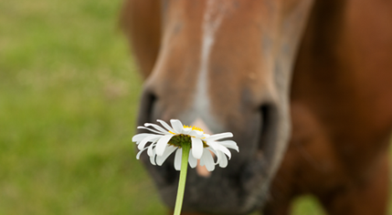 horse with flower