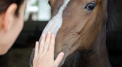 stroking horse nose