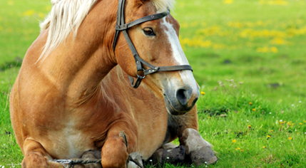 horse laying down in a field