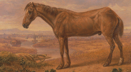 'Old Billy' worlds oldest horse