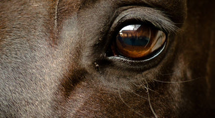 horse eye