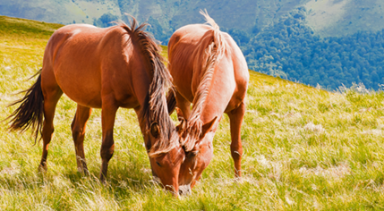 grazing horses