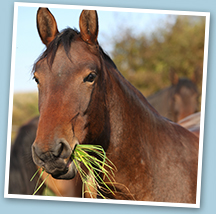 Laminitis