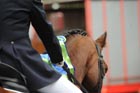 Dressage