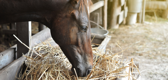 horse eating hay