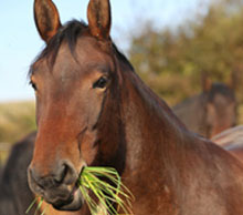 Laminitis