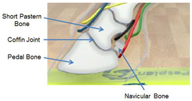 Laminitis