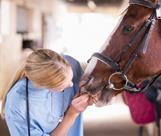 Equine insurance check: are you still covered?
