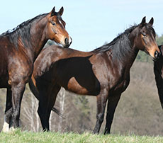 Bringing your horse back to work