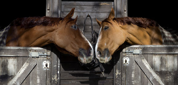 How to introduce horses to each other?