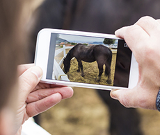 7 horsey social media accounts you need to follow