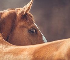 How to build your horse’s topline