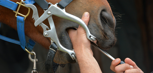 Caring for your horses teeth