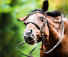 Horse headshaking: what every horse owner should know