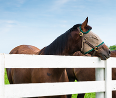 How to prevent flies on horses